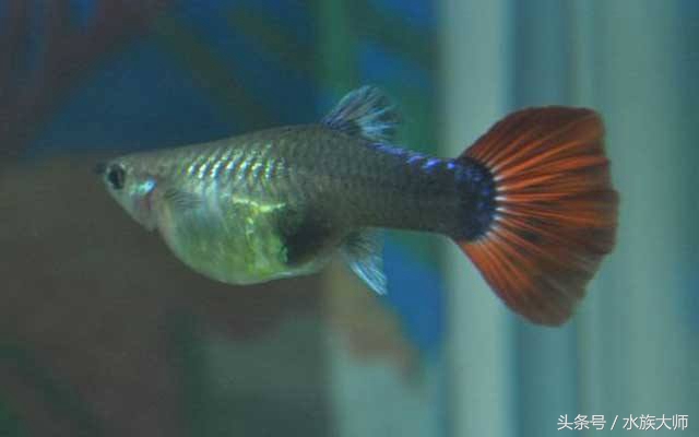 孔雀鱼分娩过程中捞出来,孔雀鱼分娩的预兆