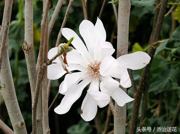 祖玛珑香水星花木兰,祖马龙花木兰香氛