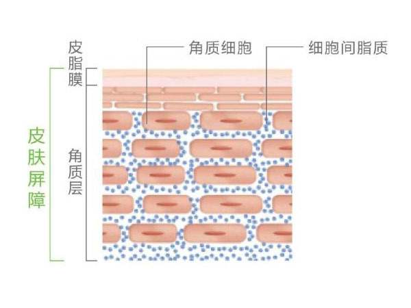 初学者扫雷技巧,护肤扫雷贴解析
