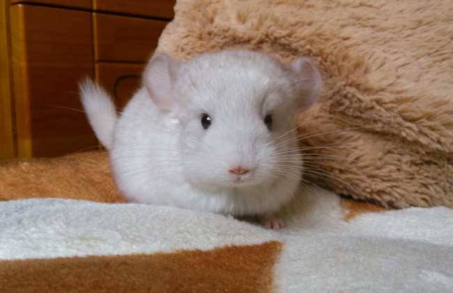 龙猫喂养最好的方法,龙猫喂养的正确方式