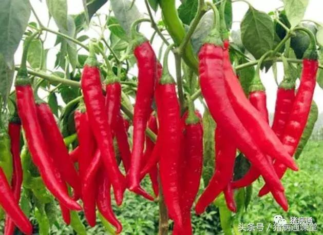养猪饲料辣椒,辣椒喂猪有什么好处