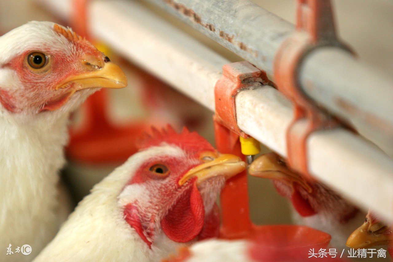 关注2018黄鸡价格行情,今日大公鸡价格最新行情