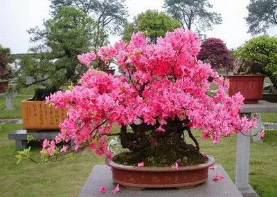 杜鹃花的鉴赏方法,关于杜鹃花的养护知识资料