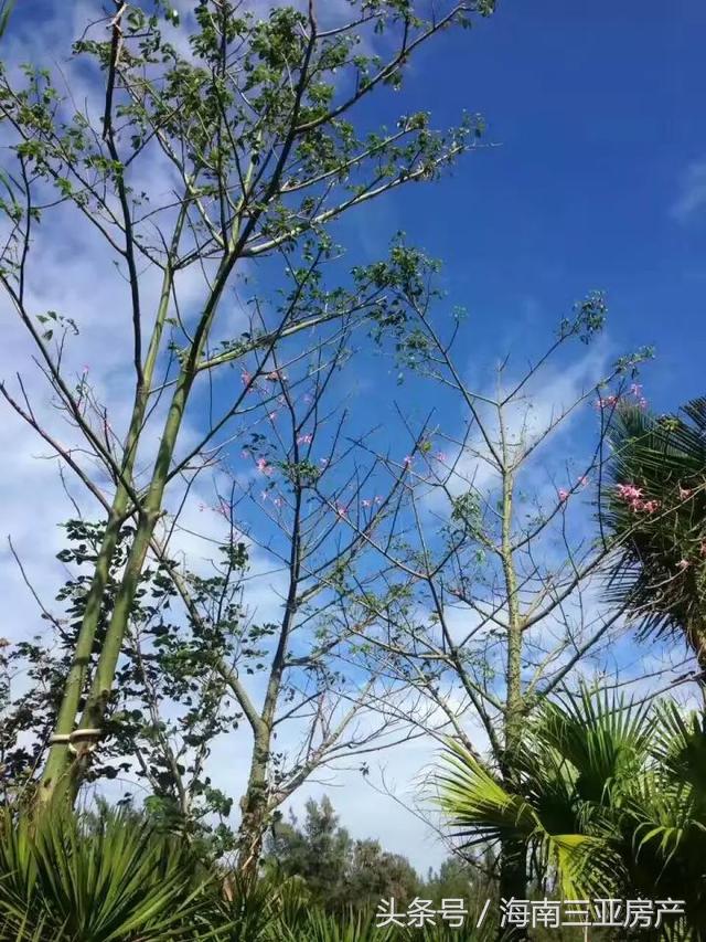 临高汇泽蓝海湾新楼盘,海南临高汇泽蓝海湾