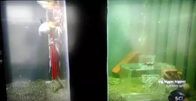 章鱼哥智商逆天,章鱼哥的智商退化视频