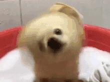 广东温泉纯天然温泉排名,你泡过纯天然的温泉吗