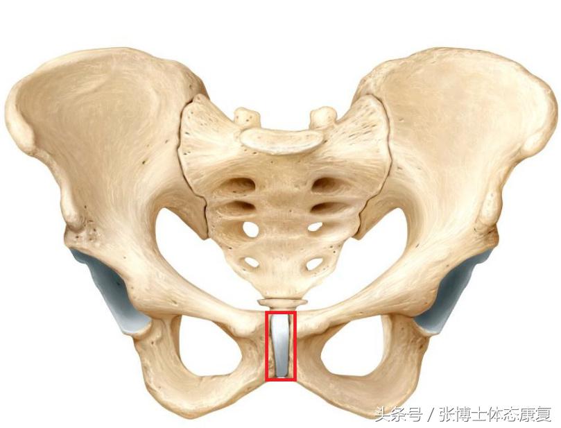孕期耻骨痛怎么训练恢复,孕期耻骨疼怎么锻炼