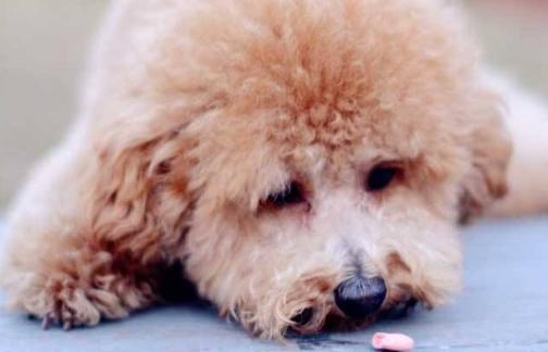 细小和犬瘟怎么传染的,细小犬瘟会传染给人吗