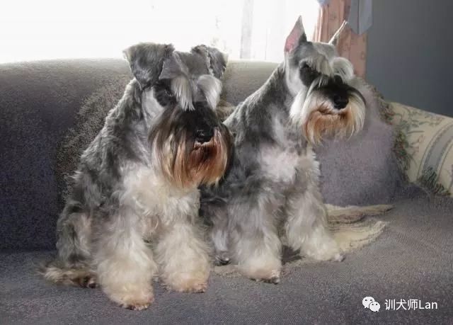 如何挑选一只适合家养的雪纳瑞,新手养雪纳瑞入门必备攻略