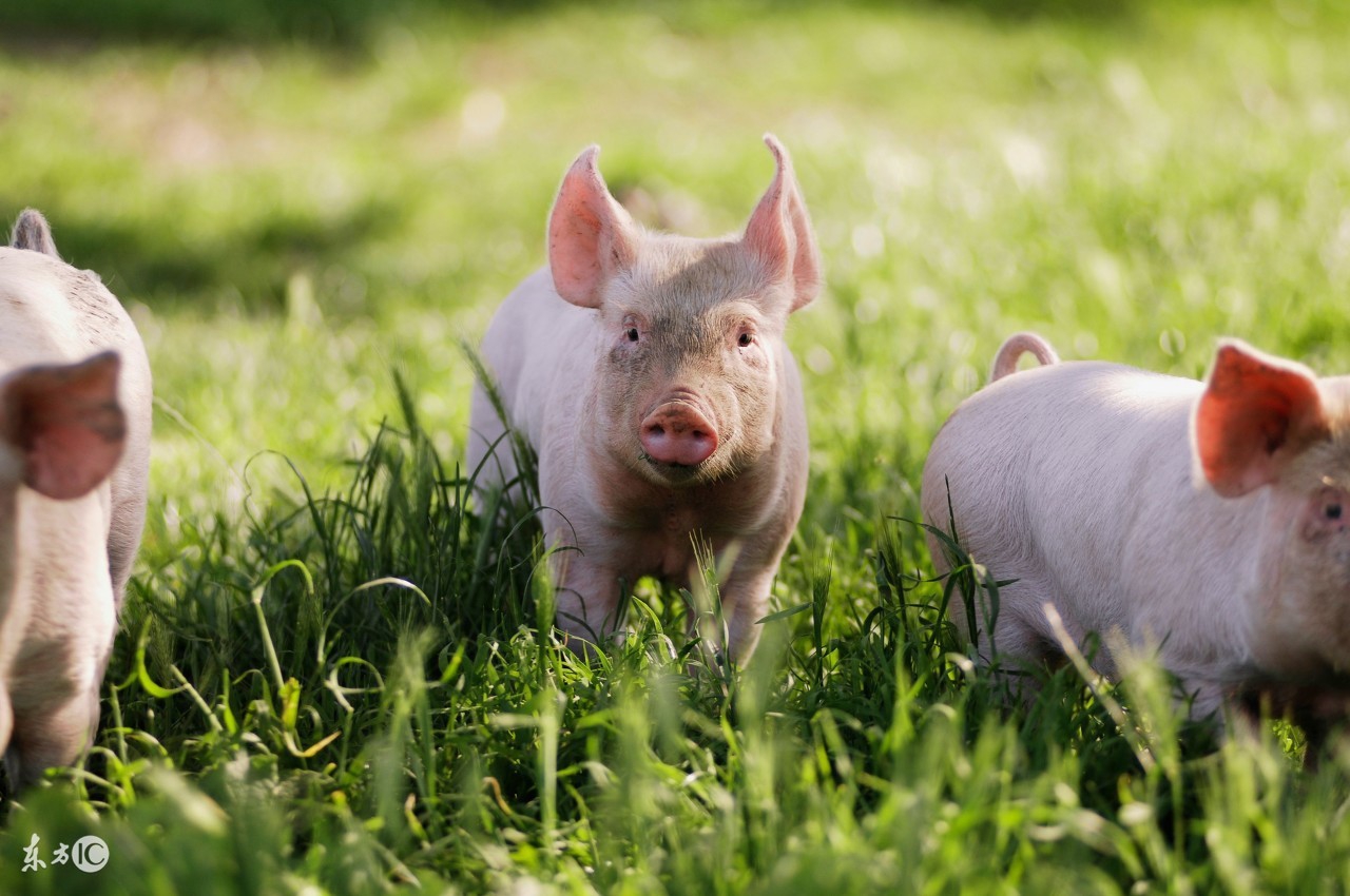 属猪人一生中最大变故早看早准备,哪个年份出生的属猪人晚年幸福