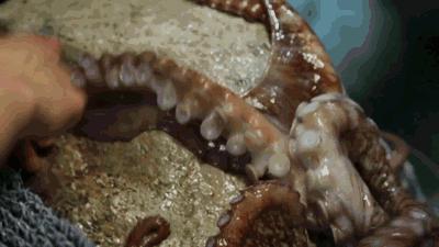 蔑视中心法则的章鱼,章鱼哥智商逆天