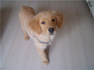 怎么改掉金毛拆家的毛病,如何改掉金毛乱拉的毛病