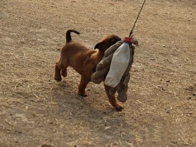 马犬幼犬基础训练方法,马犬幼犬训练教程