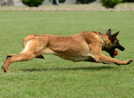 马犬幼犬基础训练方法,马犬幼犬训练教程