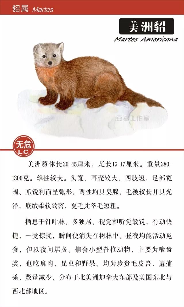 给你带来温暖和短暂时尚的皮草,你想知道背后的故事吗?