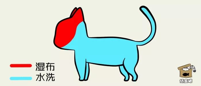 给猫咪洗澡要注意哪些,喵星人洗澡的正确方法