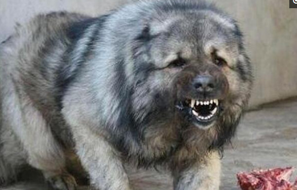 世界上六种猛犬排行榜,世界猛犬的前十名