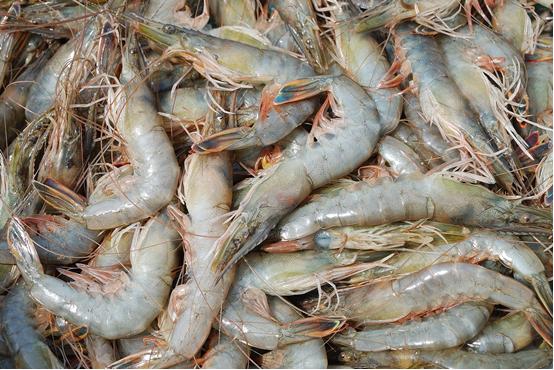 基围虾和对虾的区别图片,基围虾对虾区别