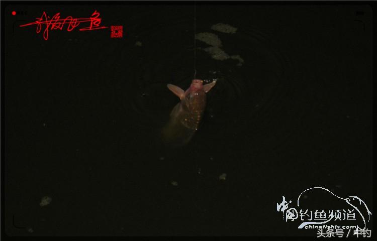 蝙蝠老是来屋里怎么赶走,蝙蝠来屋里怎么办