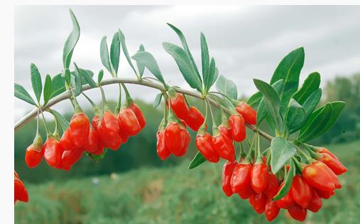 保护眼睛需要吃什么维生素和食品,保护眼睛的食物图片大全