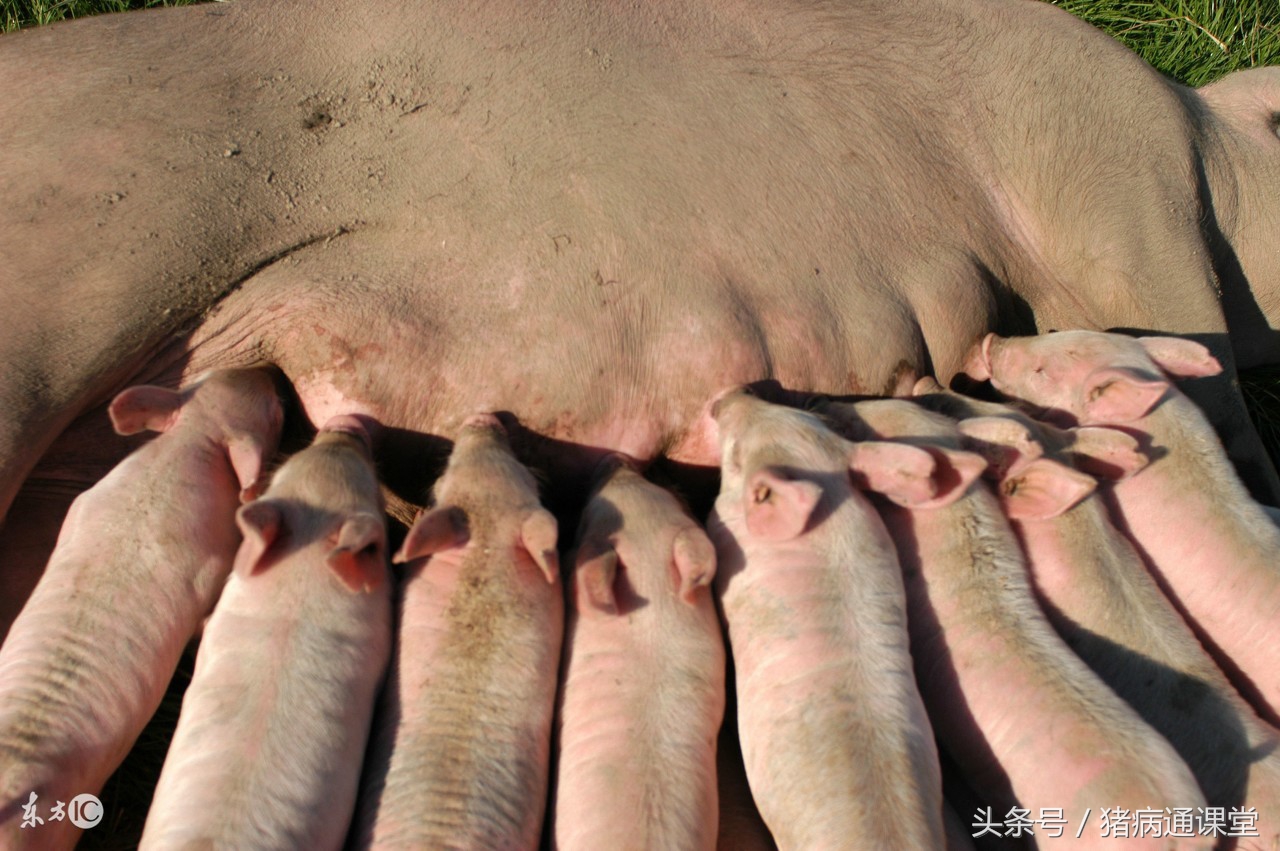 小猪蓝耳病症状及治疗方案,猪非瘟与蓝耳病的症状区别
