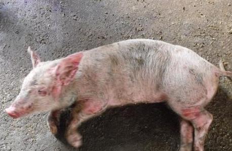 猪突然站不起来了找准原因再治疗,猪突然站不起来还呕吐该用什么药