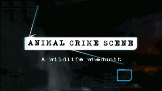 澳大利亚吉祥物袋鼠,澳大利亚的袋鼠伤人事件