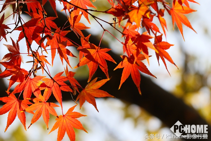 值得入手的数码相机平价佳能,佳能相机测评今年