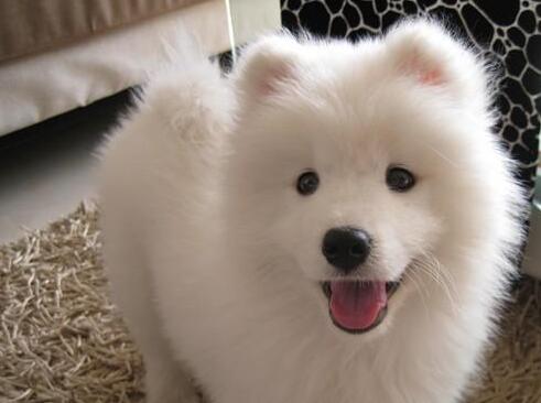 怎么预防萨摩耶掉毛,萨摩耶怎么预防感冒