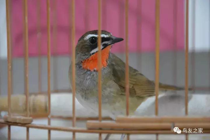闲聊养鱼技巧大全,闲聊冬季野钓