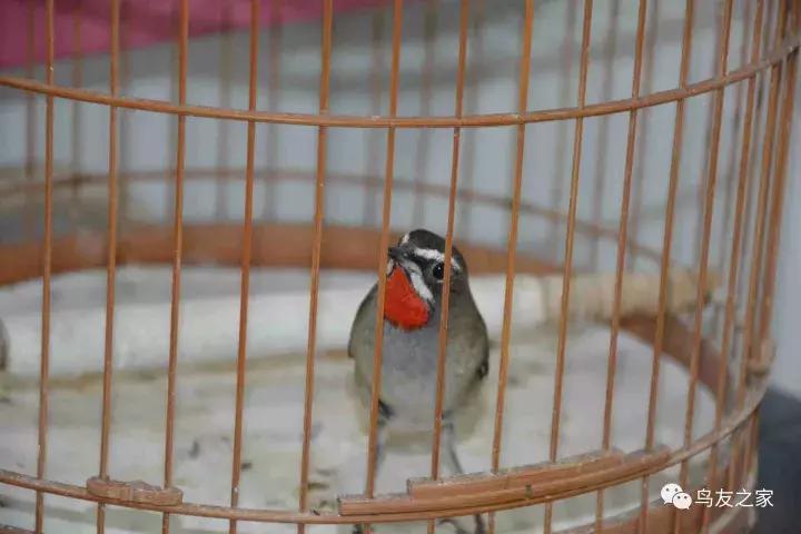 闲聊养鱼技巧大全,闲聊冬季野钓