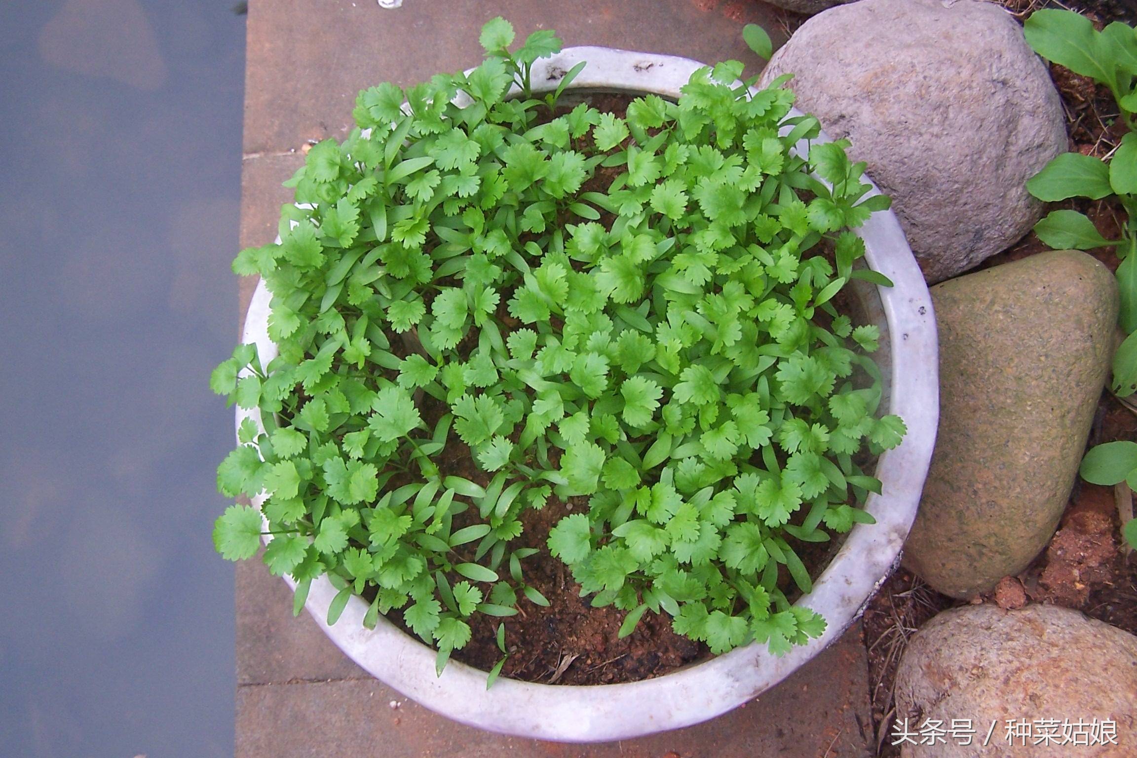 在家种香菜出苗率100%的绝招,种的香菜出苗又细又高怎么办