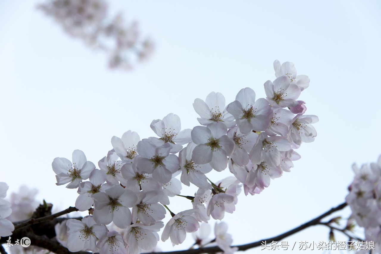 花弄影写的小说,苏小柒作品