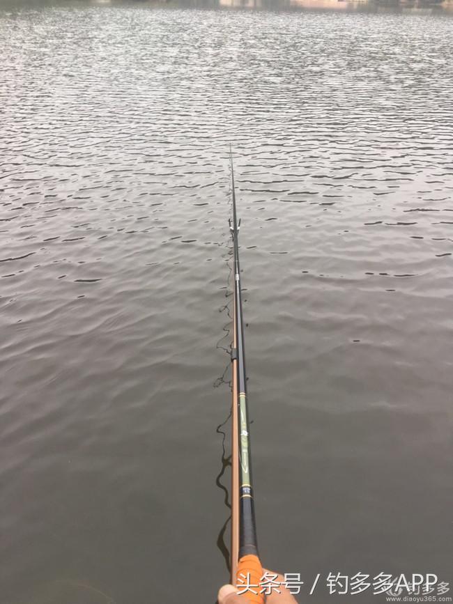 奔横县只为巴西雕，遇降温无奈成掐鲤