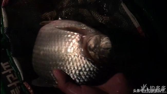 奔横县只为巴西雕，遇降温无奈成掐鲤