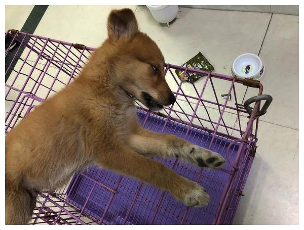 狗狗肠子都被人踢出来,女孩抱走送去医院,医生给她打了折!