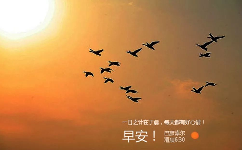 新闻早知道鸿雁知天下,鸿雁知天下