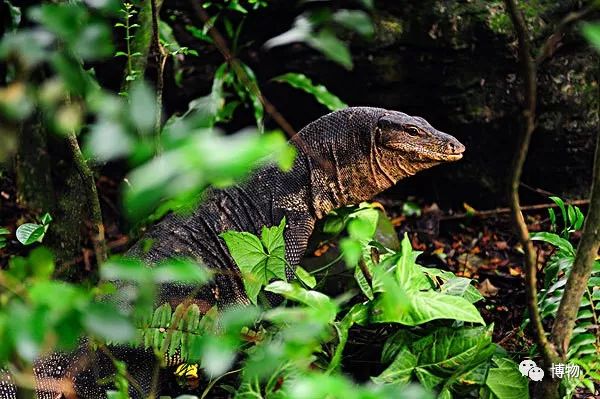 动物园哪家强,动物园排行榜