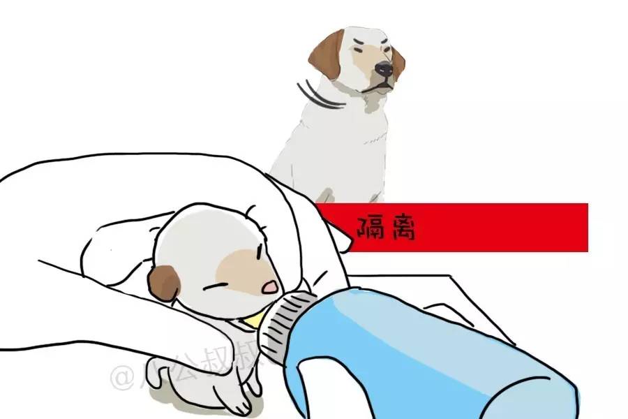 涨姿势·产后乳腺炎，母犬健康杀手！