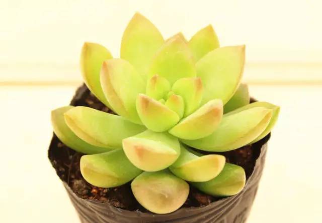 无“肉”不欢！10种好看又便宜的多肉！