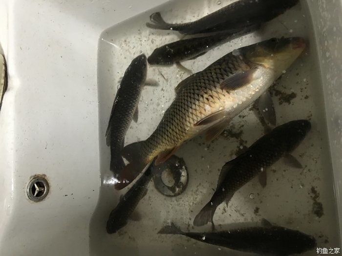 东征西讨和南征北讨,东征西讨南伐大漠