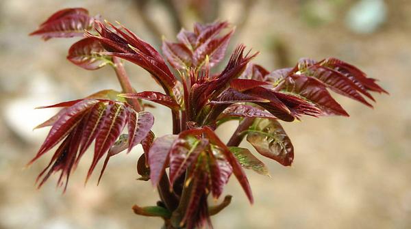 谷雨时节健脾祛湿,谷雨祛湿气最快的食谱