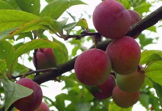 辽宁省特产别的省份吃不到的,辽宁的十大特色水果