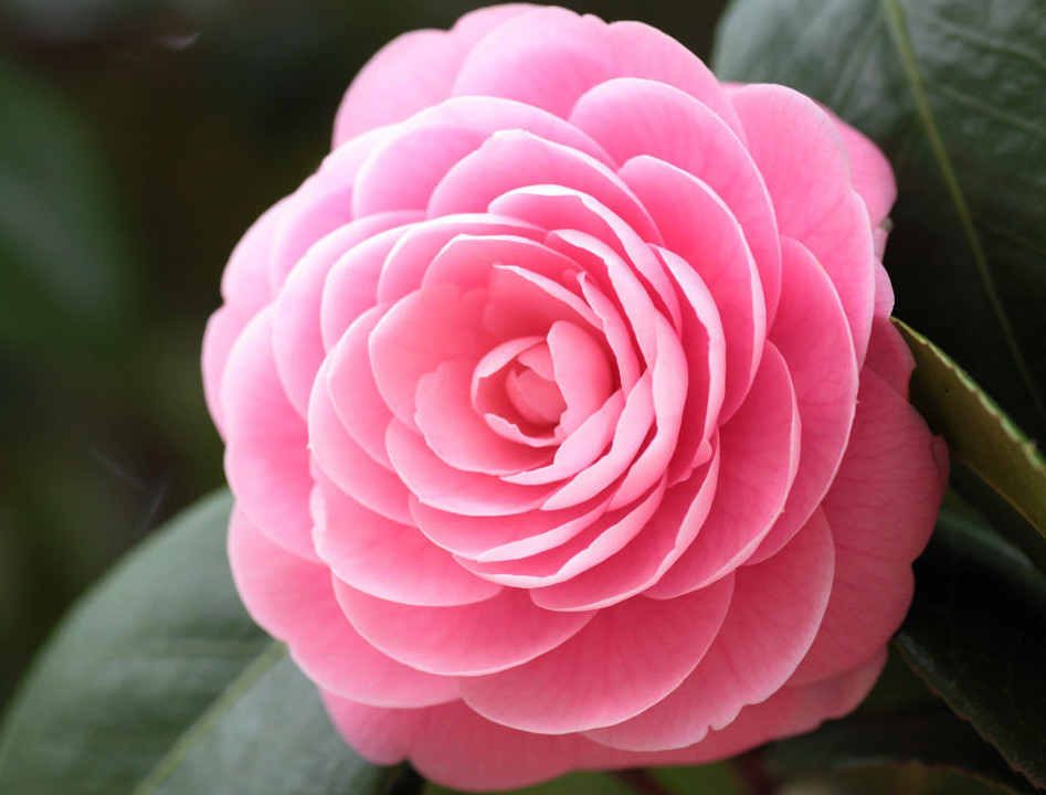 香奈儿山茶花有几种版本,香奈儿喜欢的茶花是什么品种