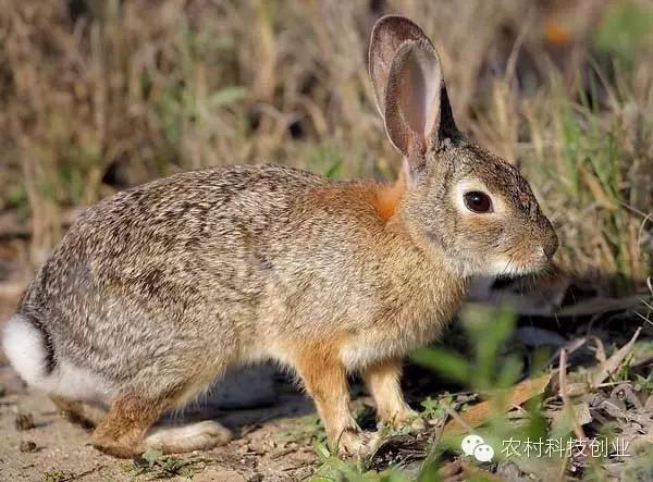 适合农村创业的小本点子,12个适合农村创业的小本项目