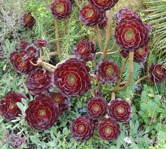 黑法师开花后怎么处理,黑法师花怎么养