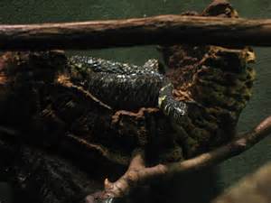 世界上最大的网纹巨蟒图片,世界上最大的网纹蟒蛇长达8米