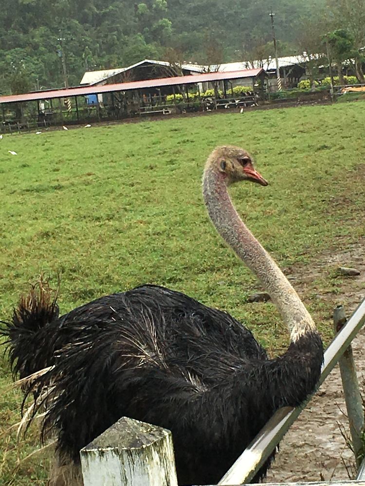 台湾游记自由行,台湾环岛旅行记