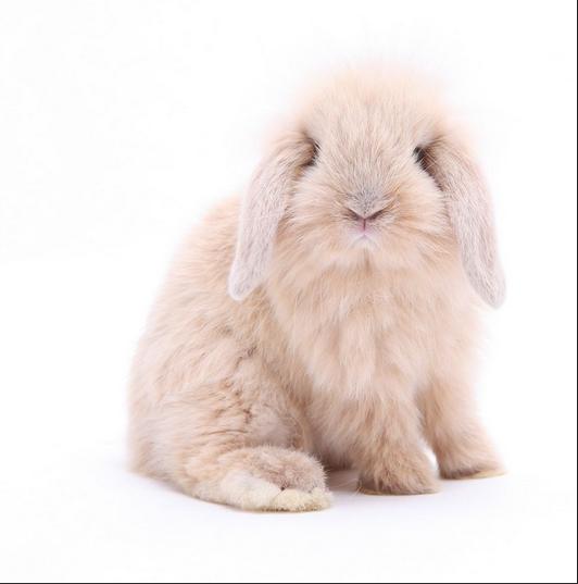 宠物兔子要控制食量吗,宠物兔子会冷吗怎么养