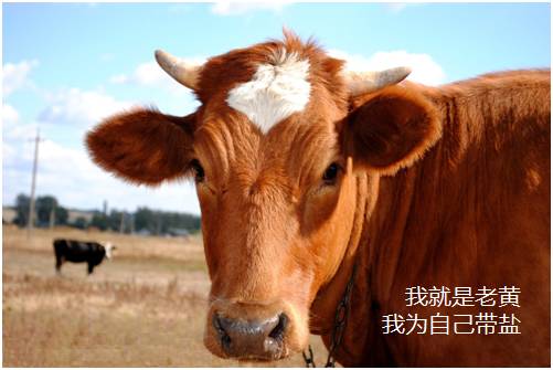 寒窗十载，不如黄牛一拍...怒摔！